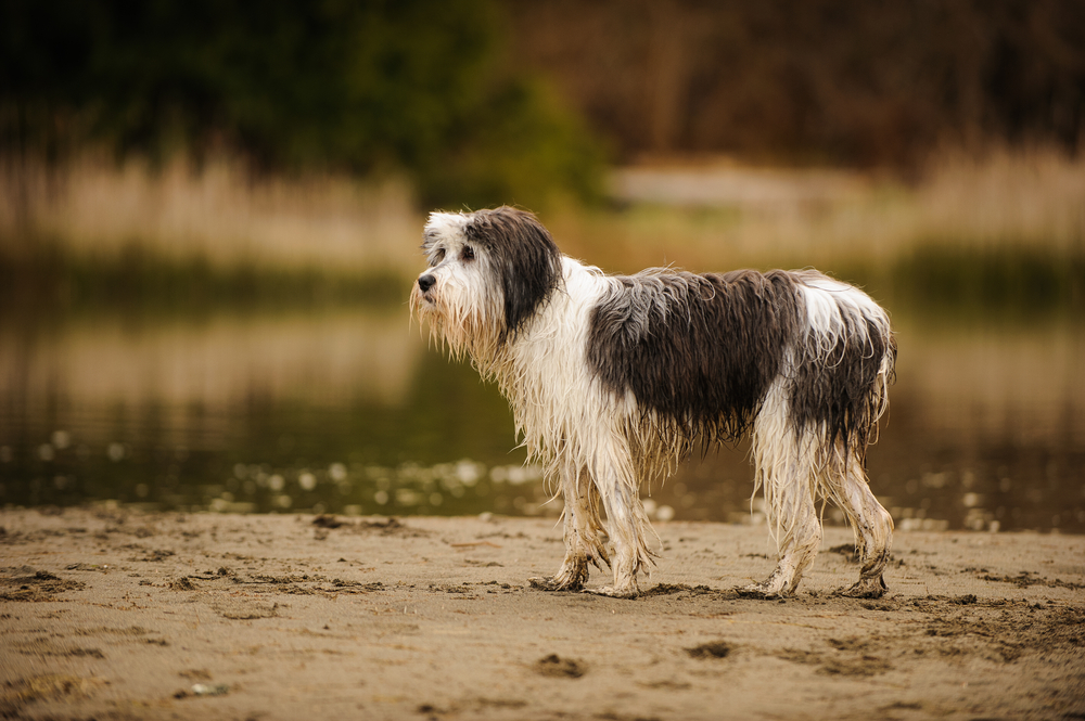 Wet Polish Lowland Sheepdog standing on shore with natural background and water