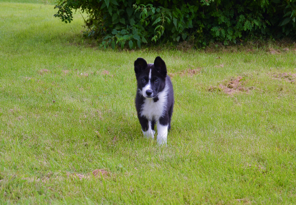 Karelian Bear Dogs puppy running on the grass