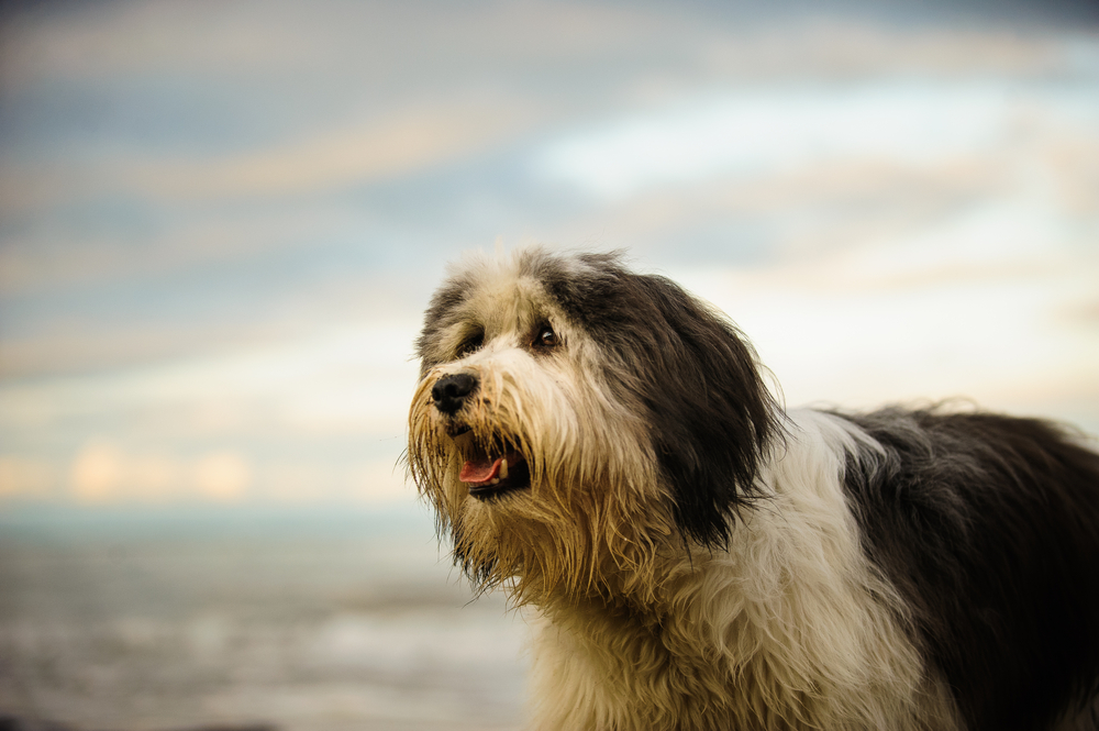 Polish Lowland Sheepdog against ocean waves and sky with clouds
