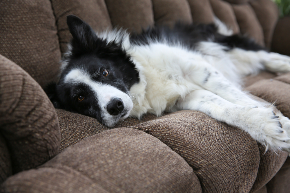 A Border Collie lying on the couch looking at the camera