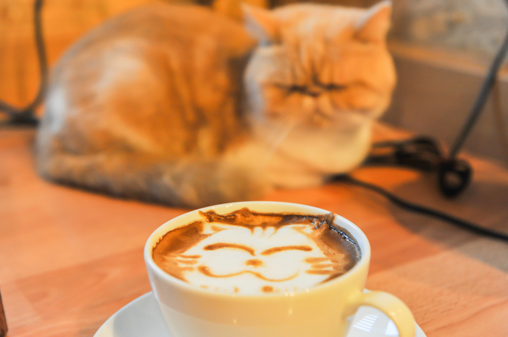 猫の顔が描かれたカフェラテと目の前に座っている猫　猫カフェ