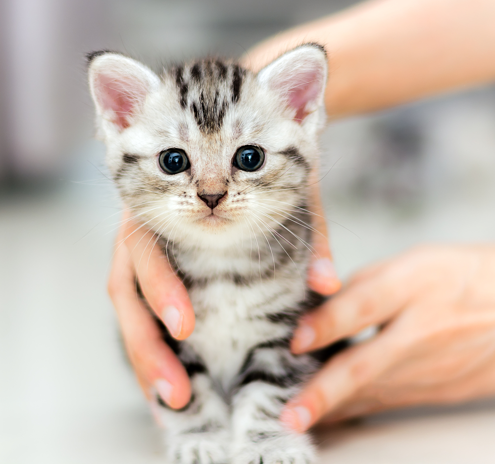 Cute American shorthair cat kitten