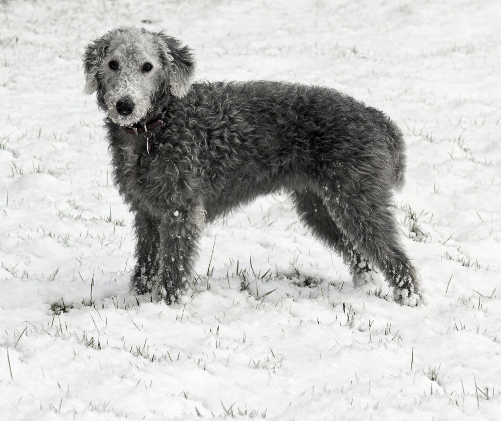 A Bedlington Terrier, stands in snow