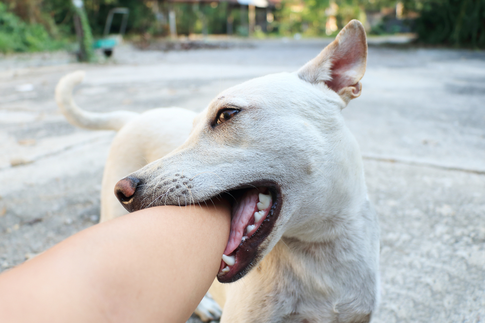 White dog bite on human arm focus on nose
