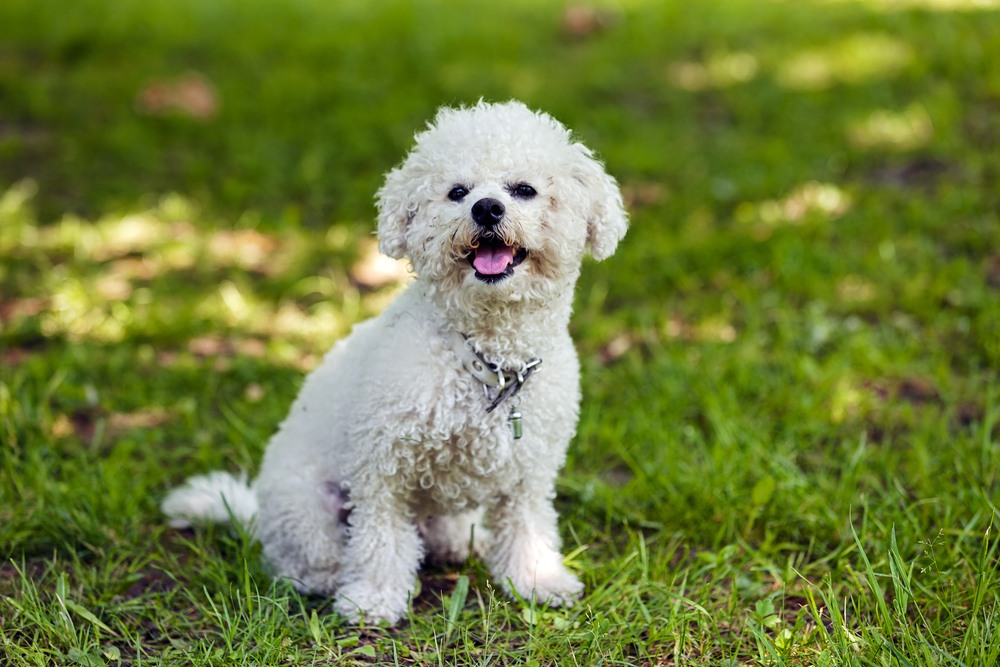 cute small bichon sitting in grass in the park, notice: shallow depth of field