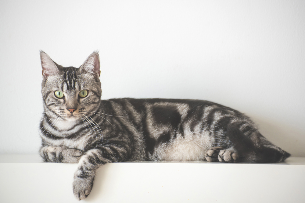 American Short Hair cat laying on white wall 