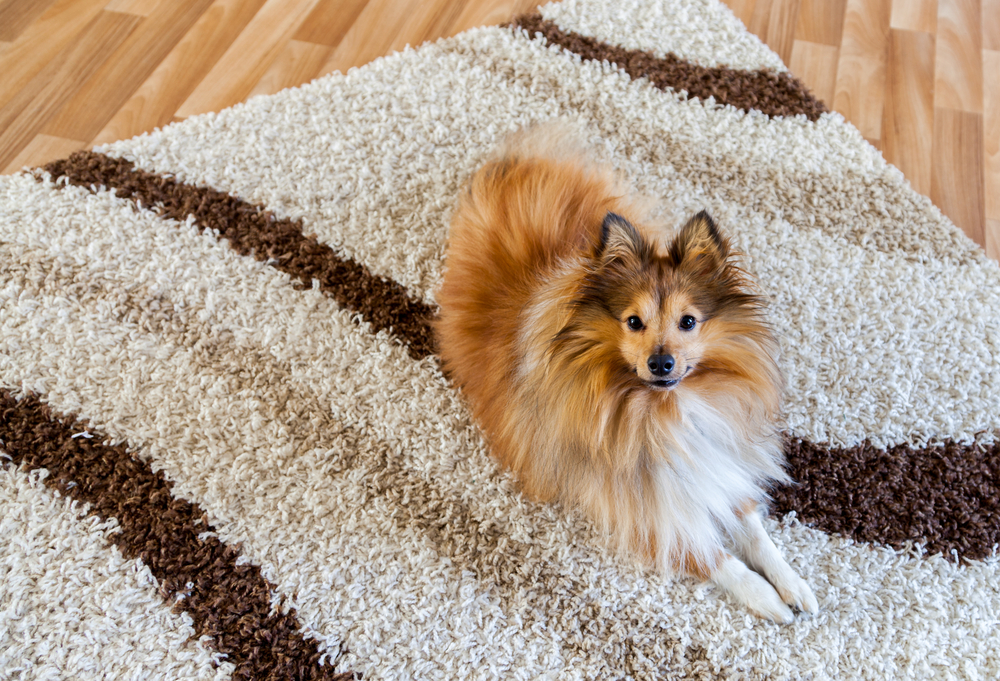 Shetland Sheepdog on carpet 