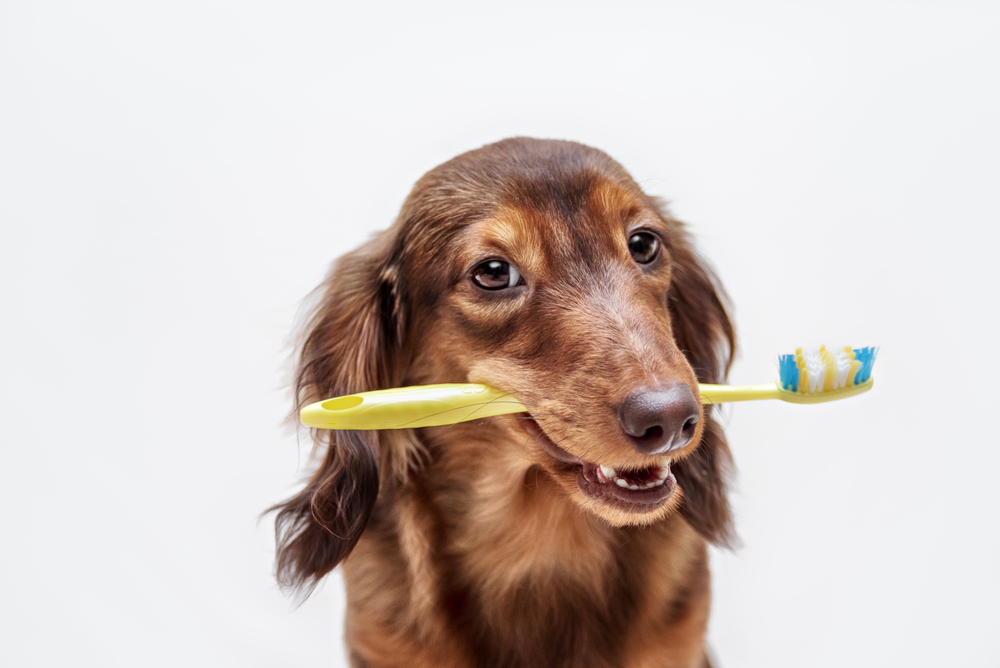 犬の歯磨きって難しい！歯磨きを成功させるコツを解説！