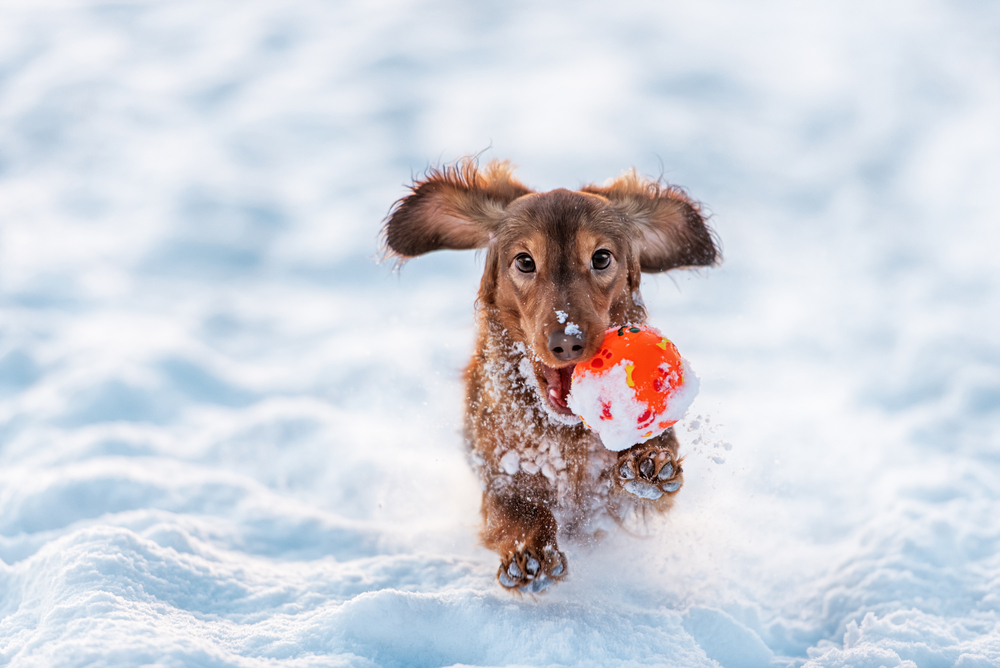 雪まみれで遊ぶ犬