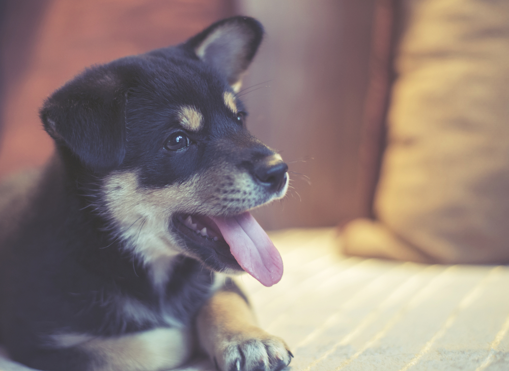 vintage shiba inu, happy on bed