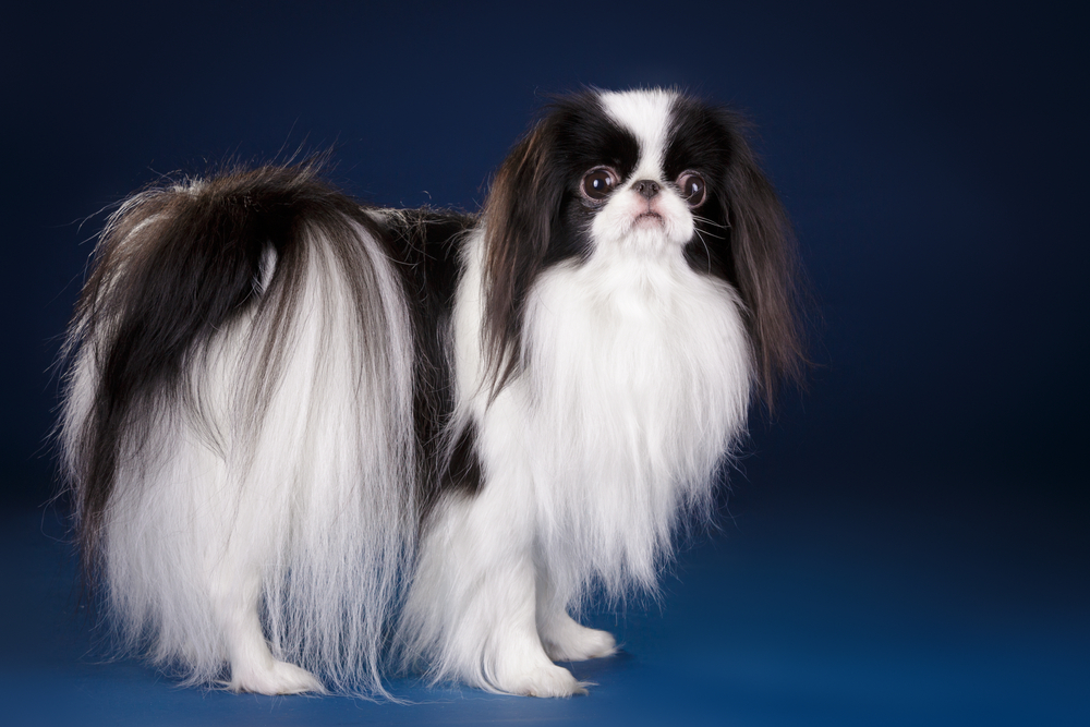 Beautiful small toy dog black and white Japanese Chin Spaniel on dark blue royal background in studio