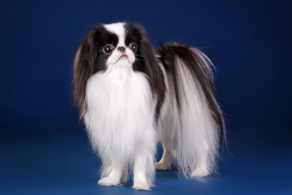 Beautiful small toy dog black and white Japanese Chin Spaniel on dark blue royal background in studio