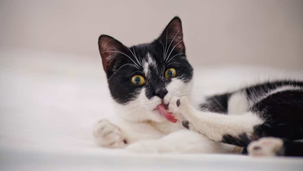 The black-and-white domestic cat licks a paw.