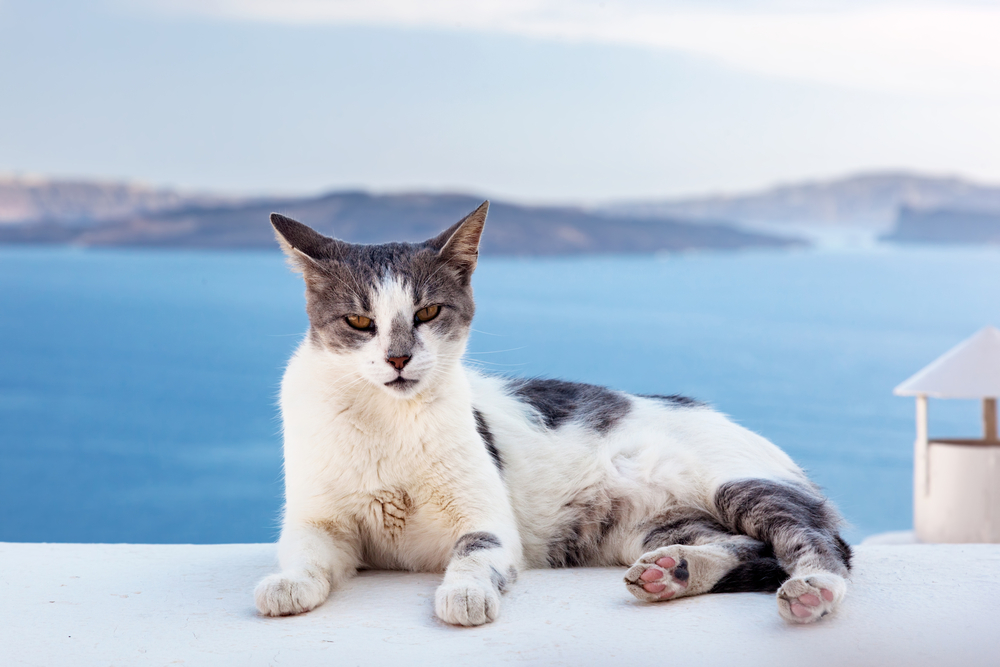 Cat lying on stone wall in Oia town, Santorini, Greece. Aegean sea and Caldera behind