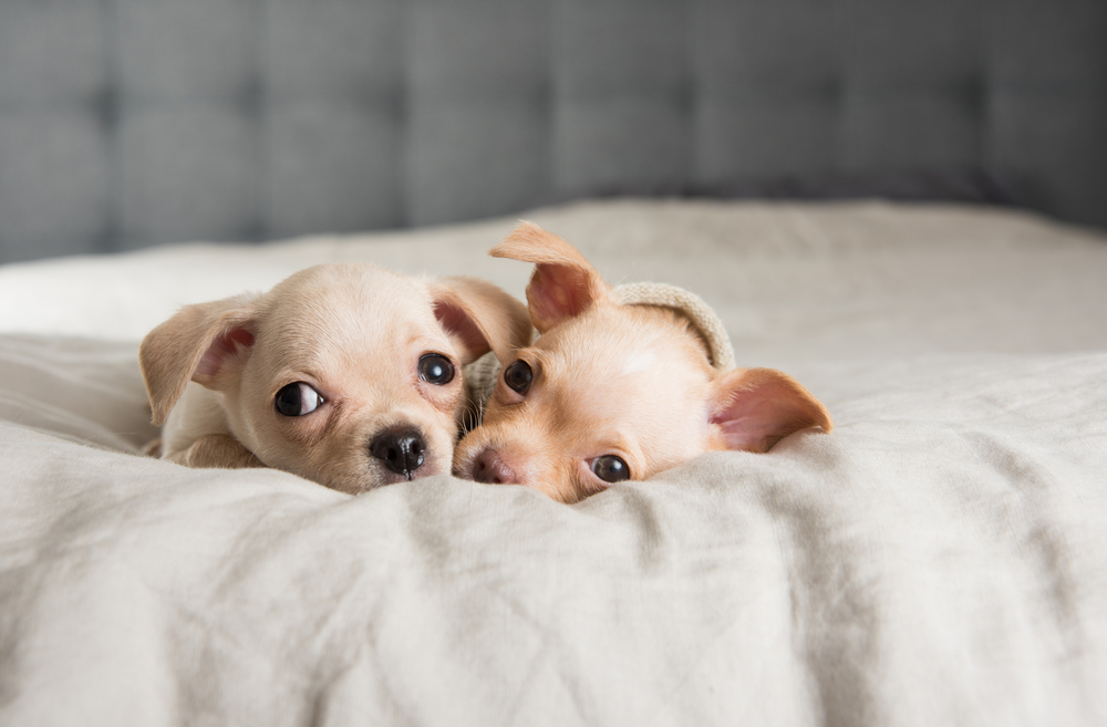 Tiny Chihuahua Puppies Falling Asleep on Owners Bed
