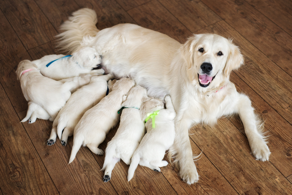 子犬たちに母乳を与えている母犬