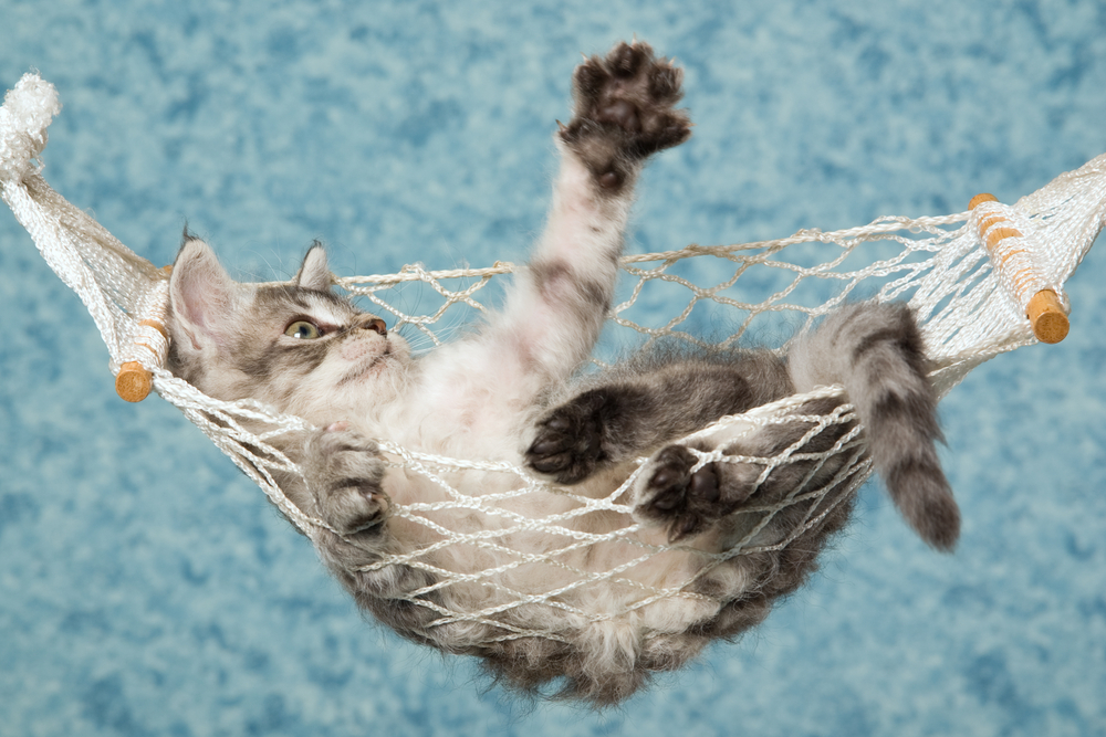 Cute LaPerm kitten lying inside miniature hammock waving paw