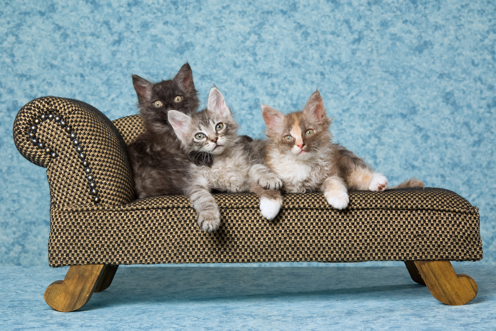 3 LaPerm kittens sitting on miniature brown couch sofa chaise