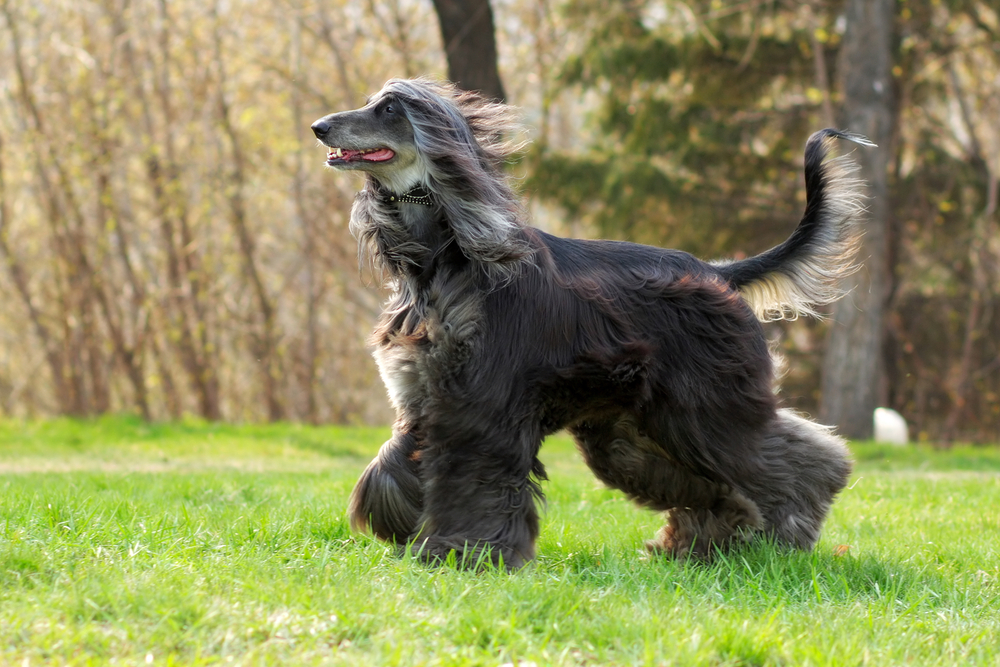 beautiful Afghan hound dog summer runs across the meadow, hair flying in the wind