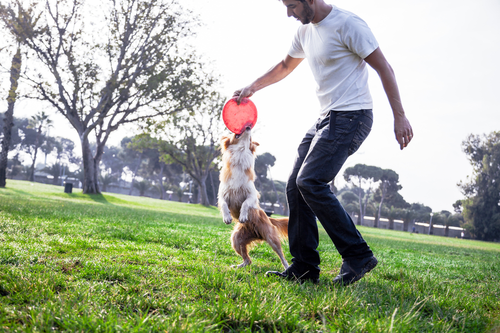 犬　フリスビー　遊ぶ　人　公園