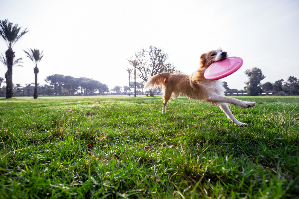 犬　フリスビー　遊ぶ　公園