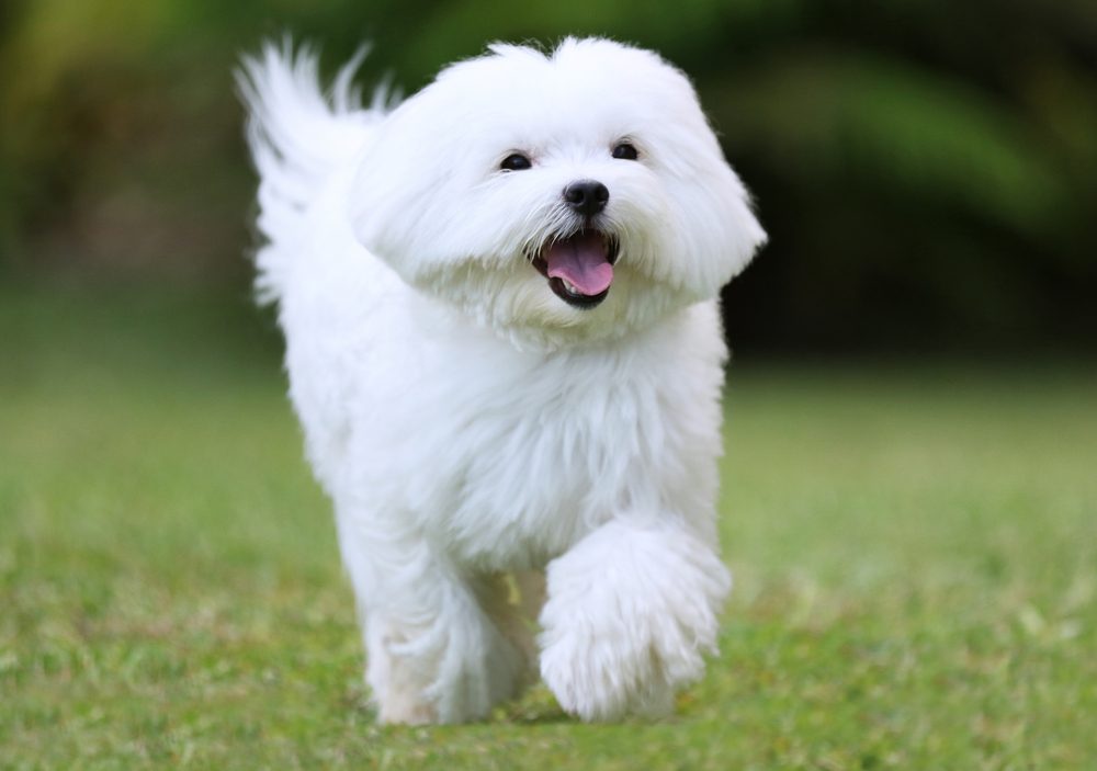 Happy Dog Running / Close-up of a  white maltese dog running on green grass background
