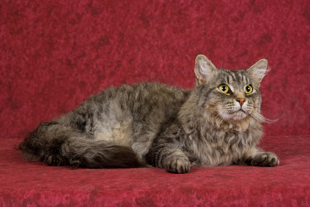 Show champion LaPerm cat on burgundy fabric background