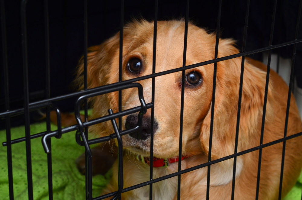 ケージから出たそうにしている犬