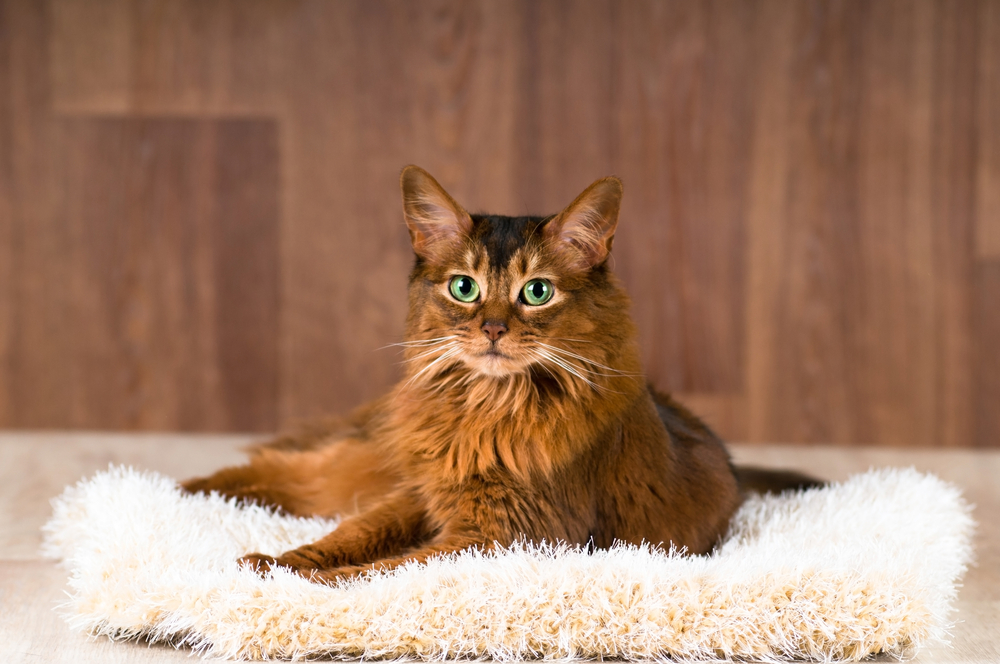 Somali cat portrait on fluffy bed lying and looking at camera