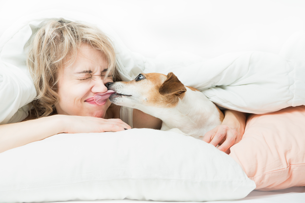 【しぐさでわかる犬の気持ち】犬が口をなめる理由と意味とは？