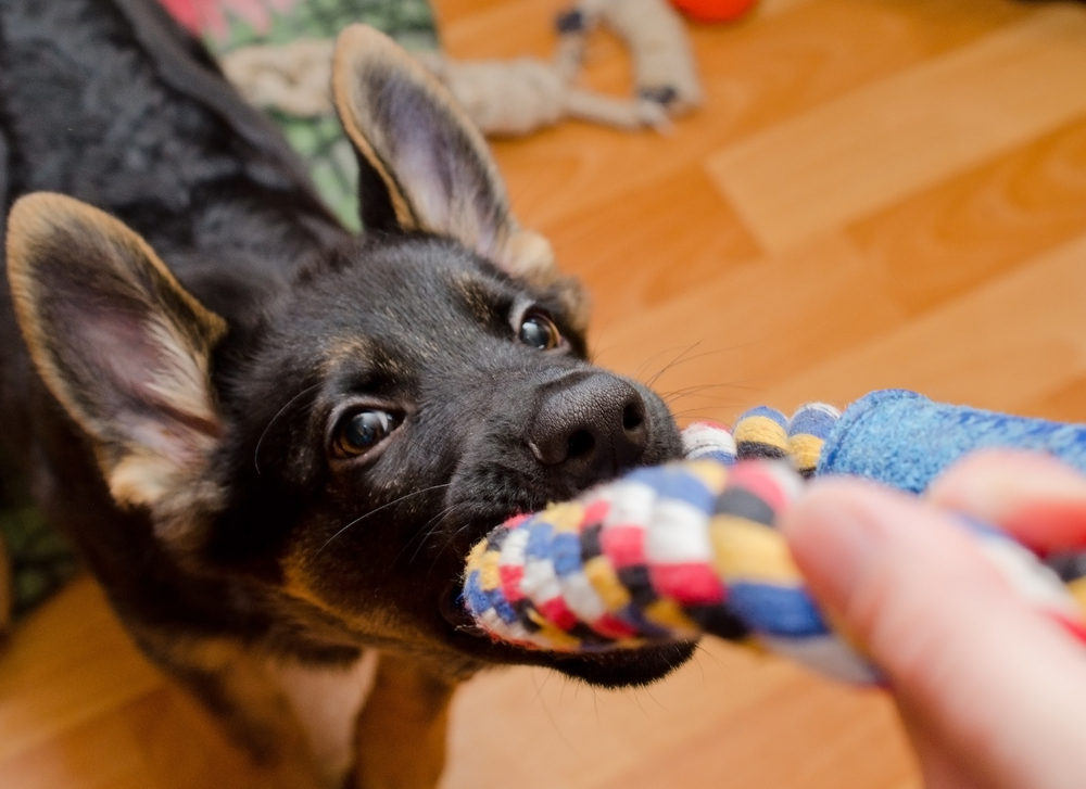 Funny German shepherd puppy pulling a tug toy (selective focus on the nose)