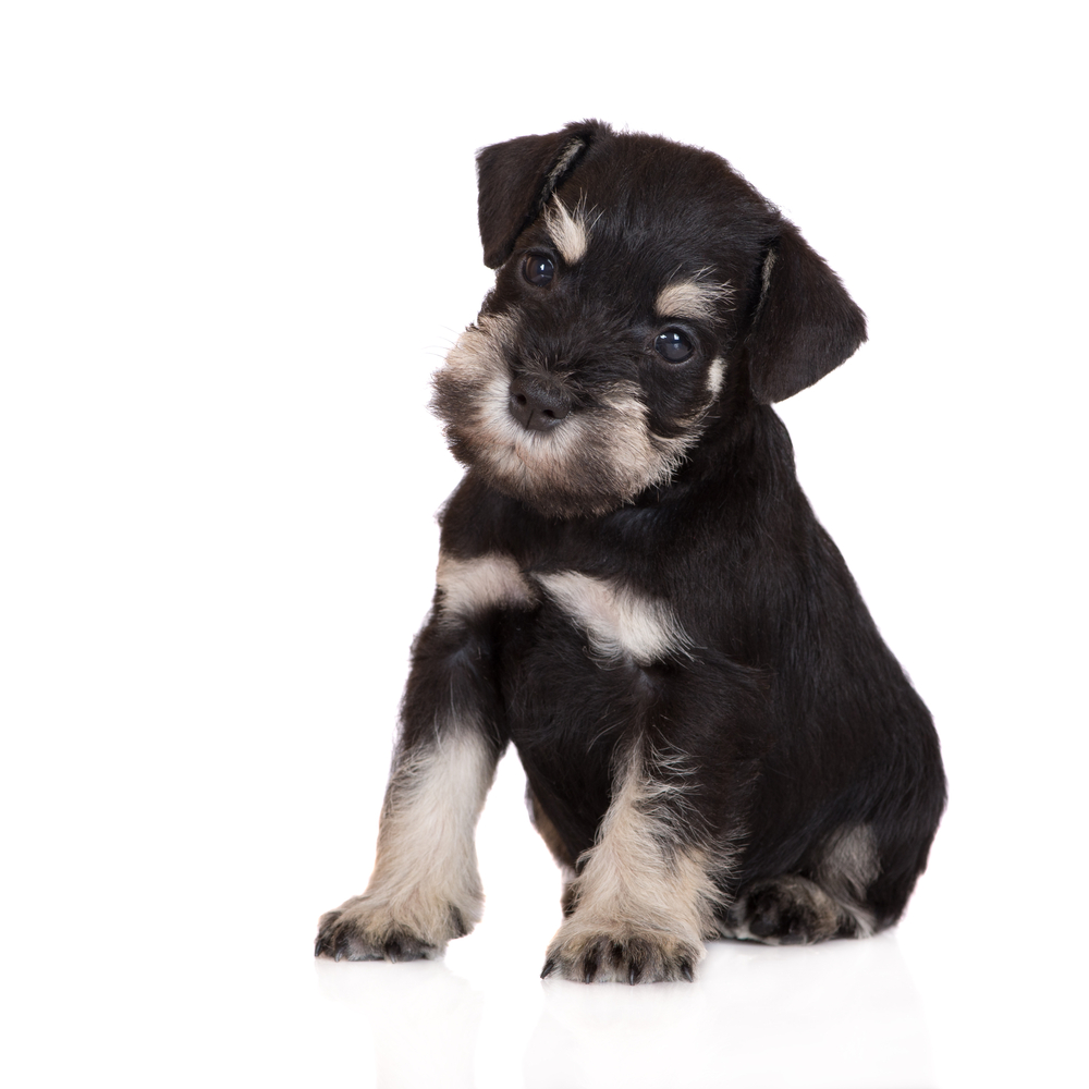 adorable schnauzer puppy sitting on white