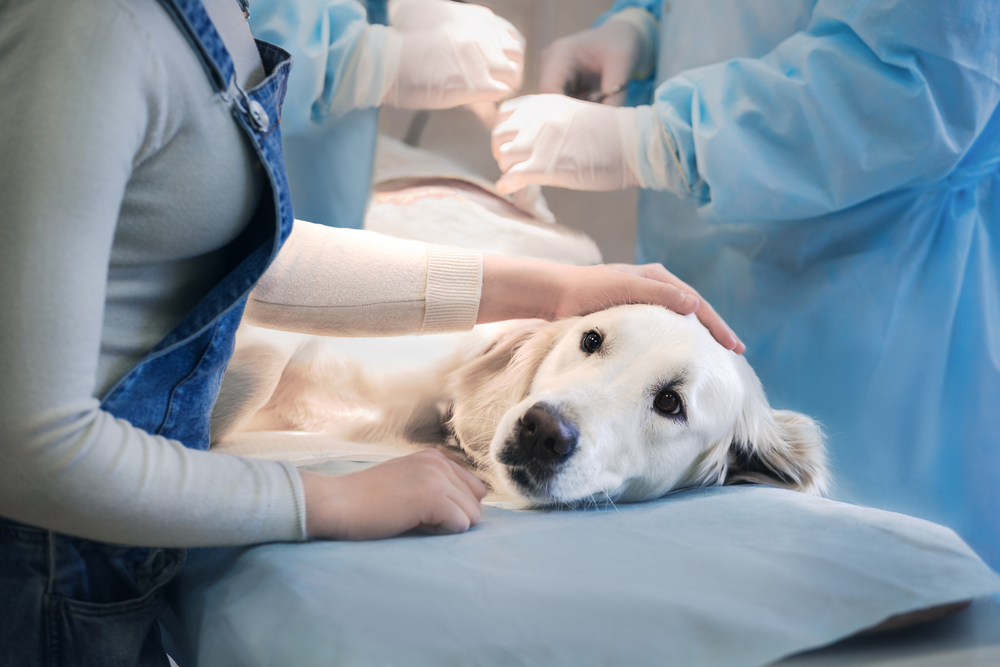 動物病院で治療を受ける犬と付き添っている飼い主