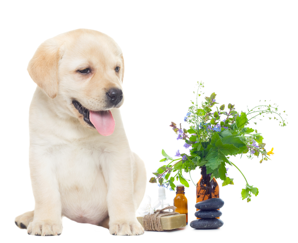 spa objects and labrador puppy