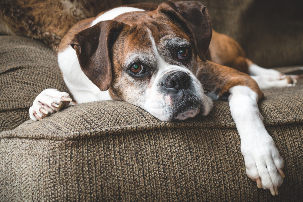 Old Boxer Dog