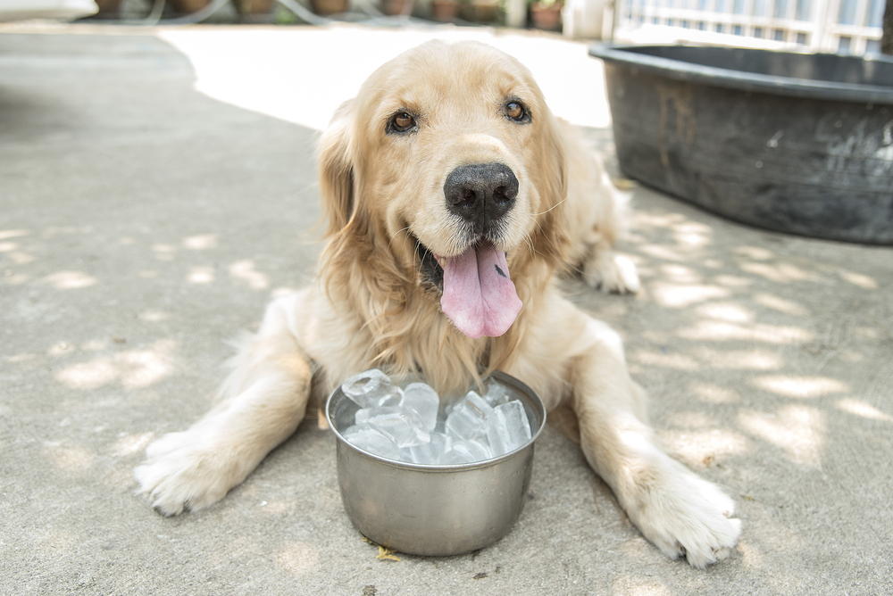【獣医師監修】犬に氷を与えてもいい？与えるときの注意点や氷の有効活用法を紹介！【2023年版】