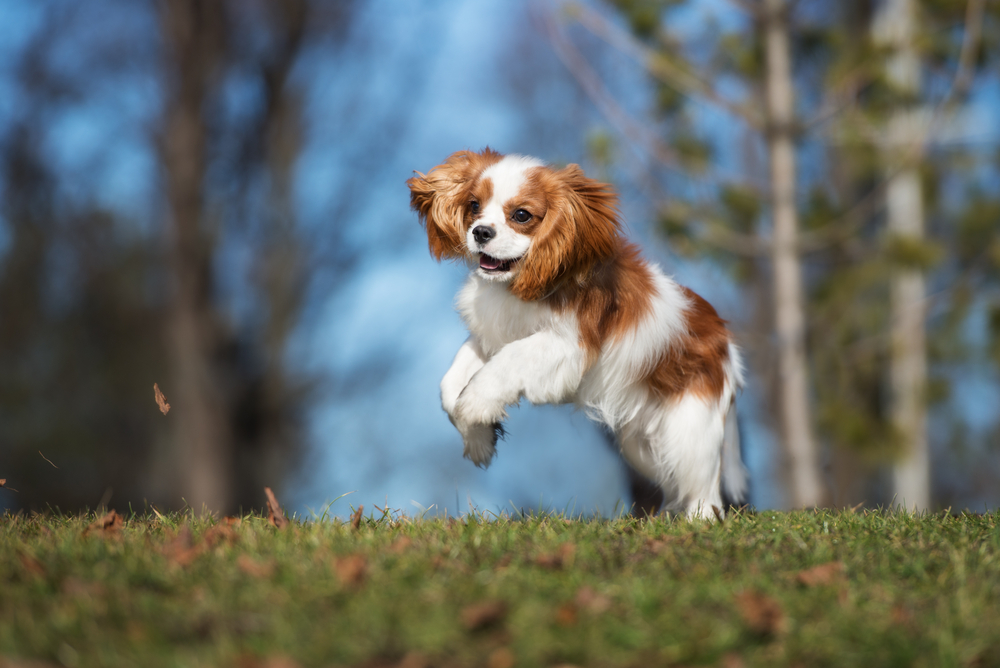 happy cavalier king charles spaniel puppy playing outdoors