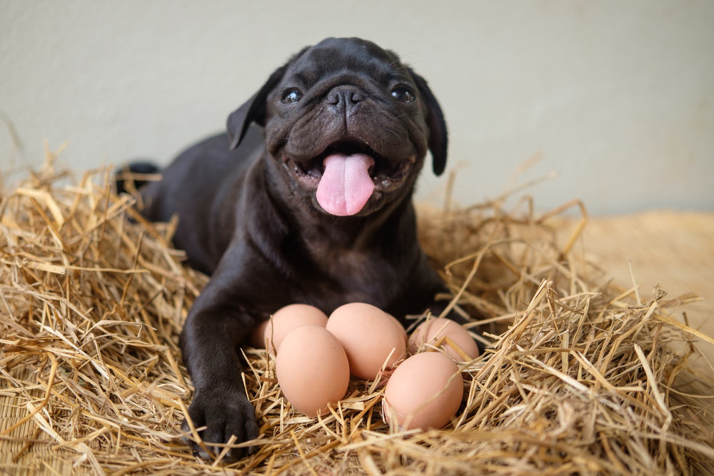 犬に生卵を与えても良い？卵は与え方によってはメリットにもデメリットにもなる！