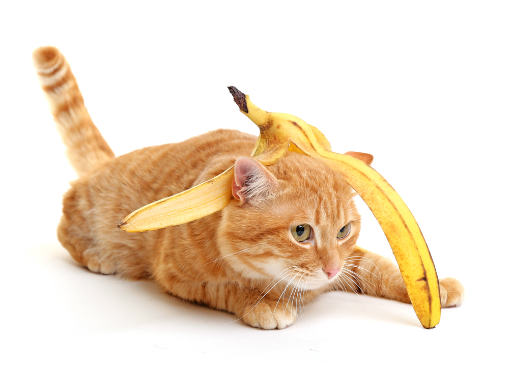 猫がバナナを食べても大丈夫！正しいバナナの与え方や注意点について説明します！