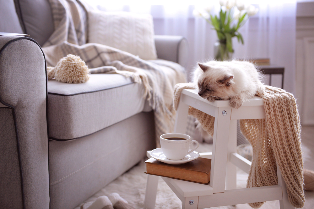猫　インテリア　家具　配置