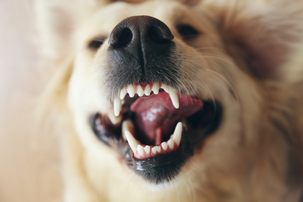 犬の歯はどんな構造になってるの？犬の歯をケアする方法や歯磨きを嫌がる時の対処法を紹介！