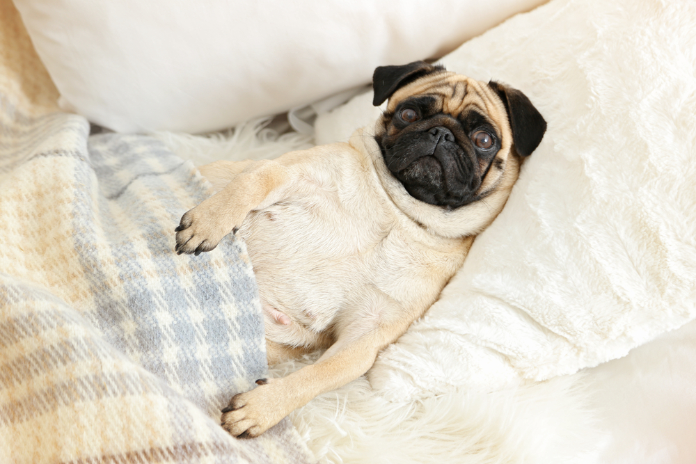 毛布を掛けたベッドで寝る犬