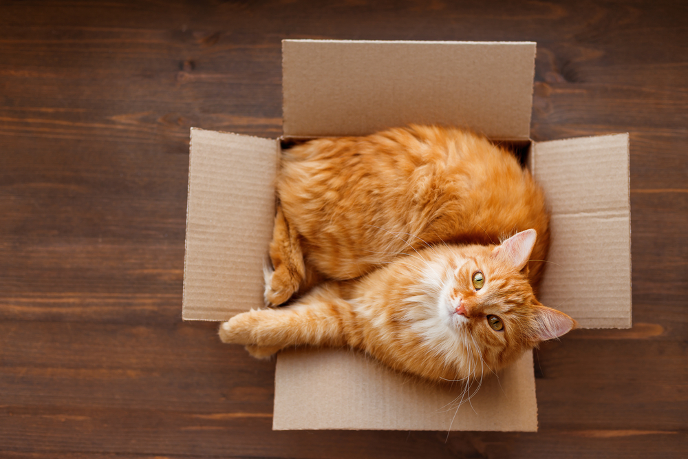 なぜ猫は箱や段ボールが好きな理由とは？狭い方が安心する？