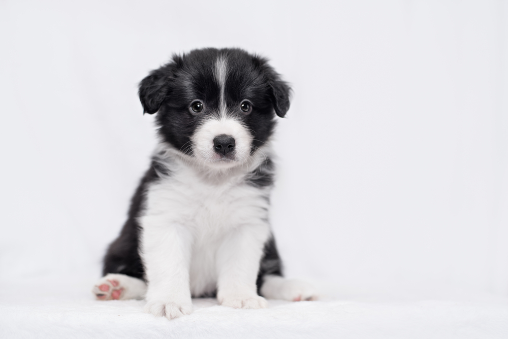 cute Border collie puppy, on a white background