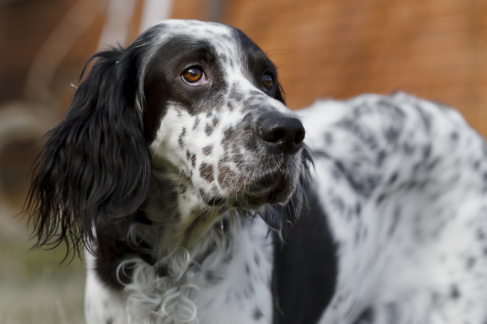 A sad English setter looking at distance