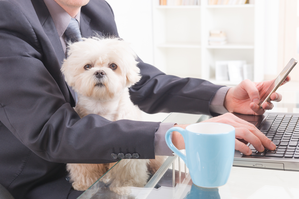 Man working in the office and holding his liitle dog.