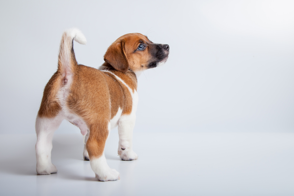 small puppy jack russell terrier