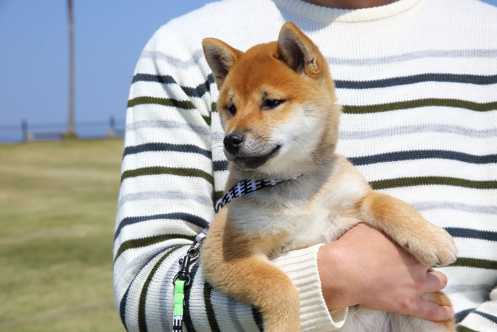 Shiba-inu