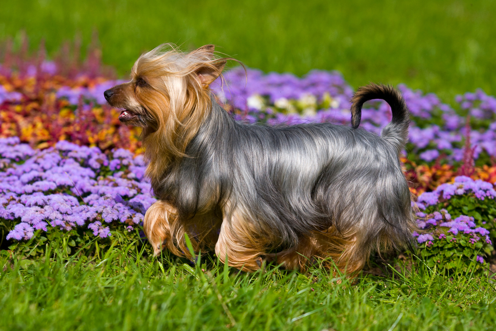 Australian Silky Terrier on grass