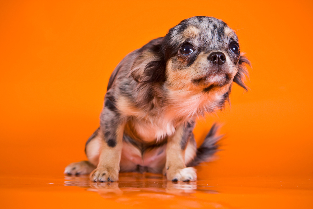 怖がる子犬